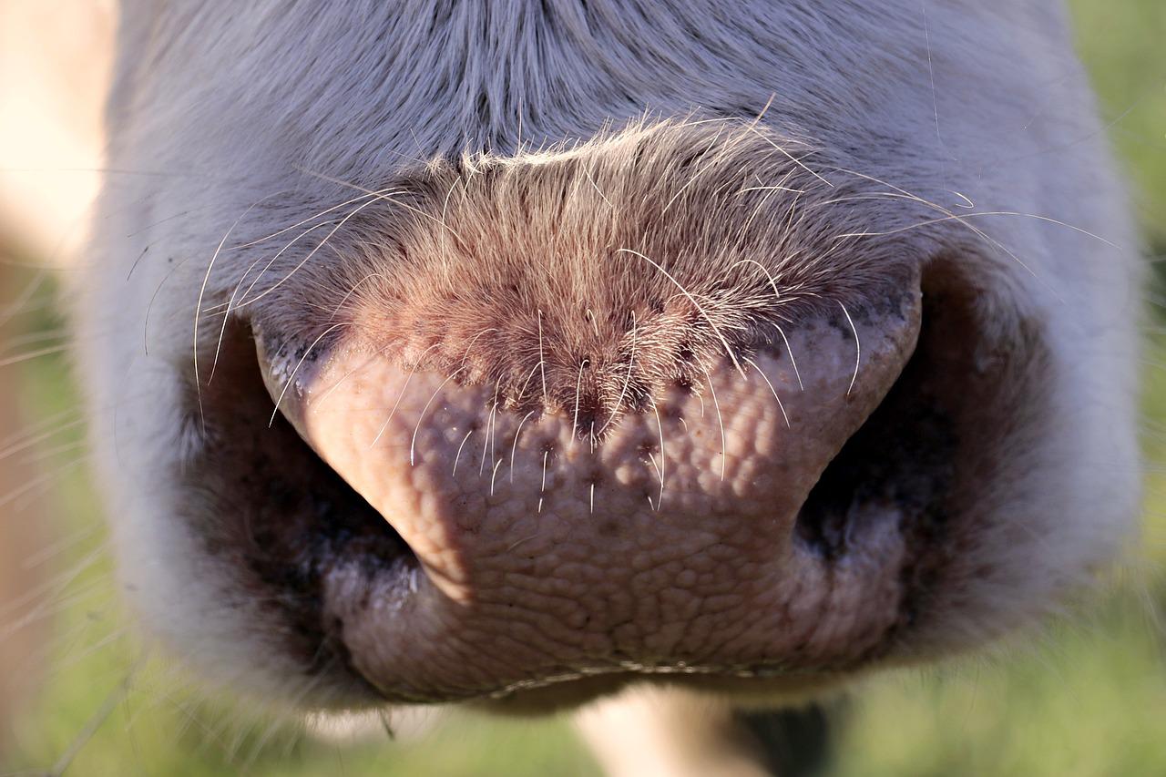bold nose, cow snout, cow-3777407.jpg